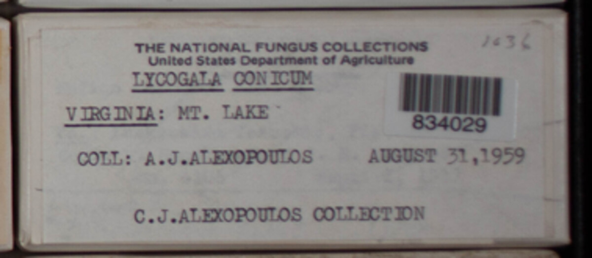 Lycogala conicum image